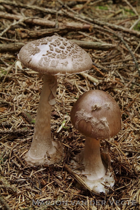 Porfieramaniet - Amanita porphyria